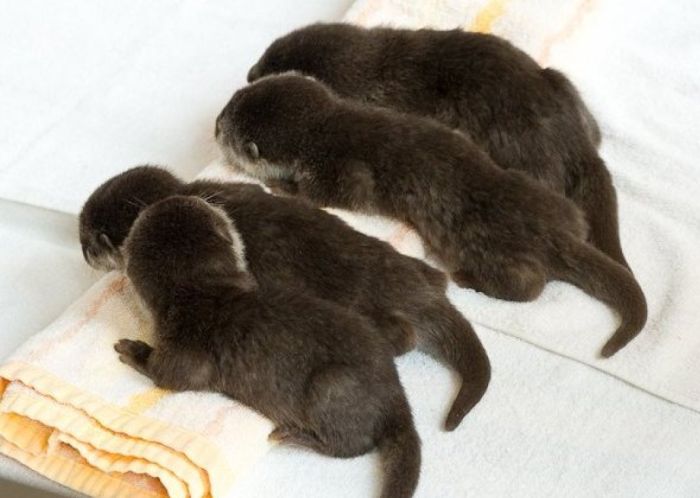 baby otters