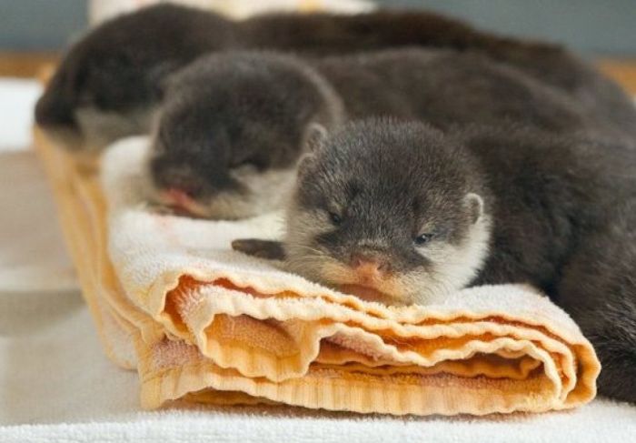 baby otters