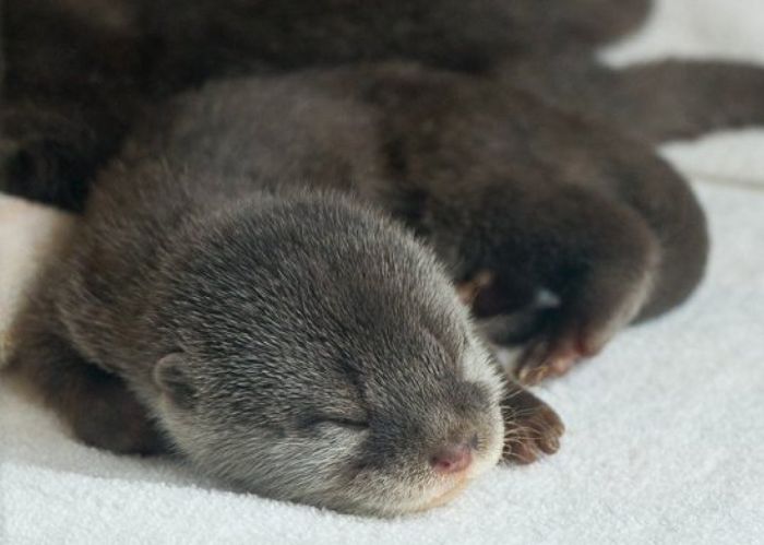 baby otters