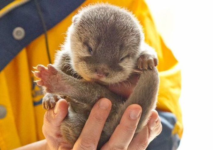 baby otters