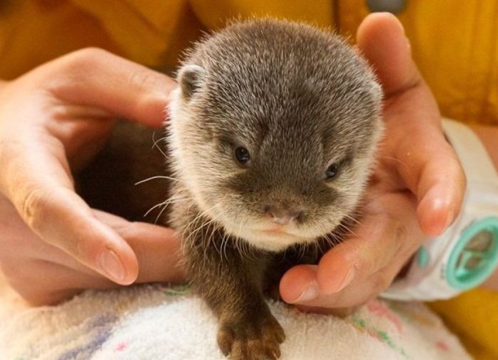 baby otters