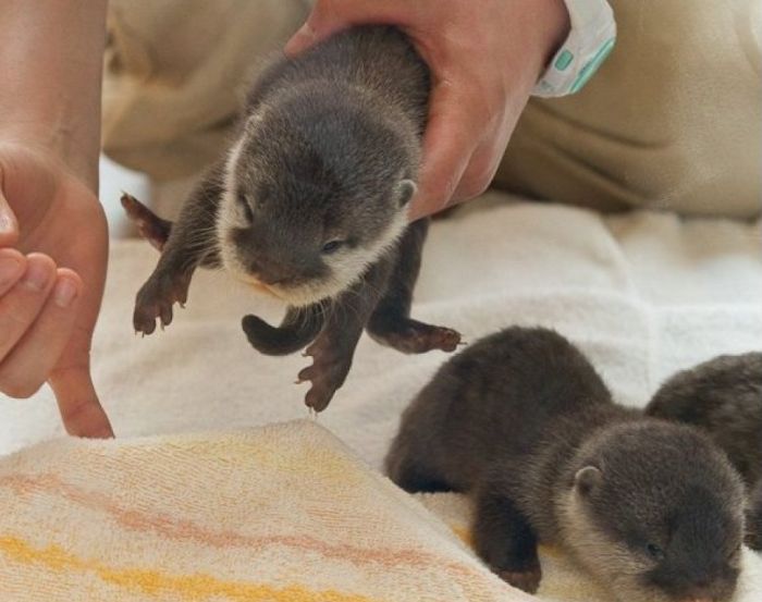 baby otters