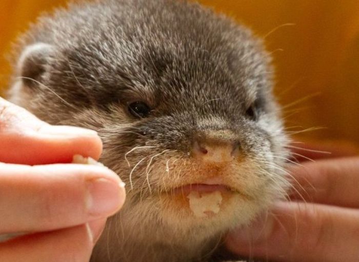 baby otters