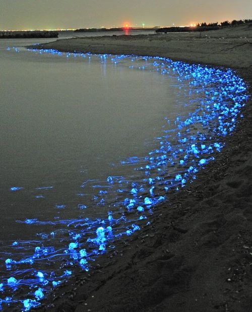 glowing jellyfish