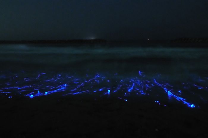 glowing jellyfish