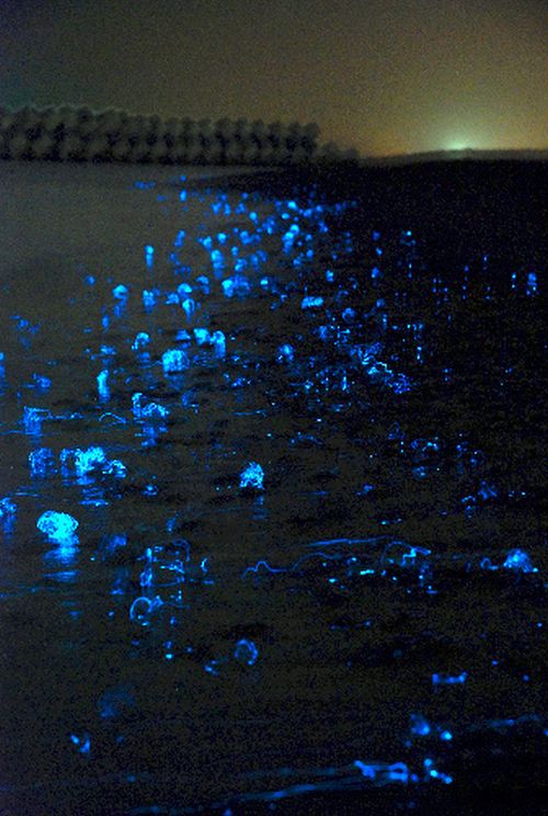 glowing jellyfish