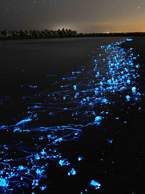 glowing jellyfish