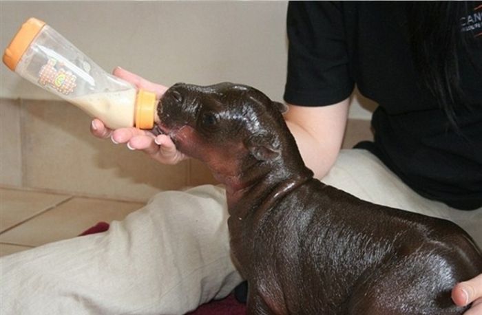 6-day-old baby hippopotamus calf