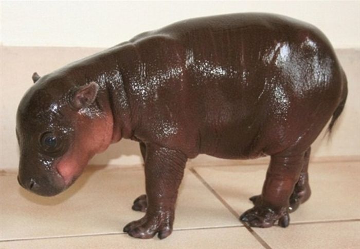 6-day-old baby hippopotamus calf