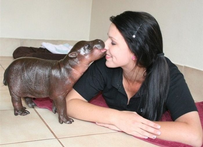 6-day-old baby hippopotamus calf