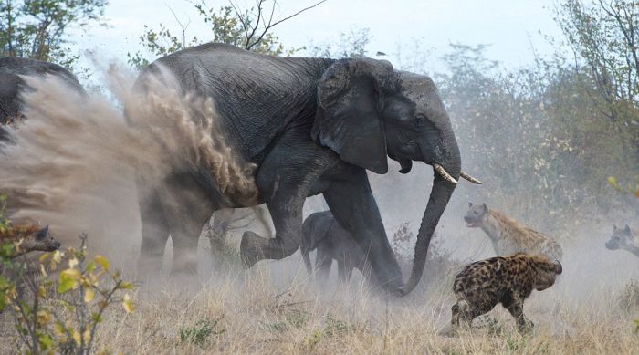 elephant saves her baby against hyenas