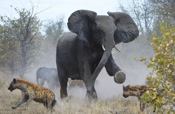 elephant saves her baby against hyenas