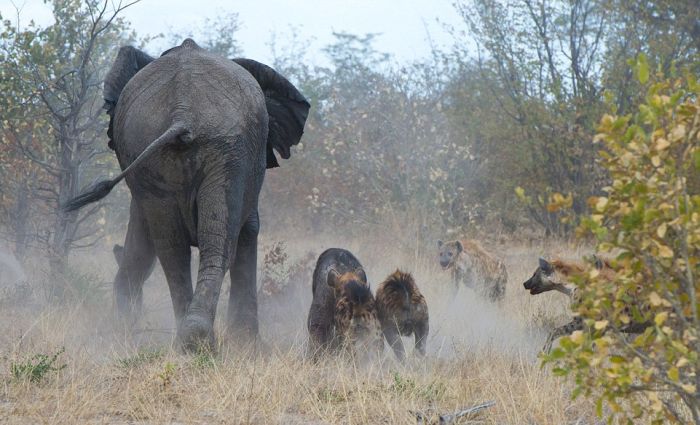 elephant saves her baby against hyenas