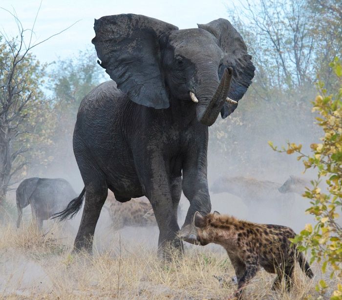 elephant saves her baby against hyenas