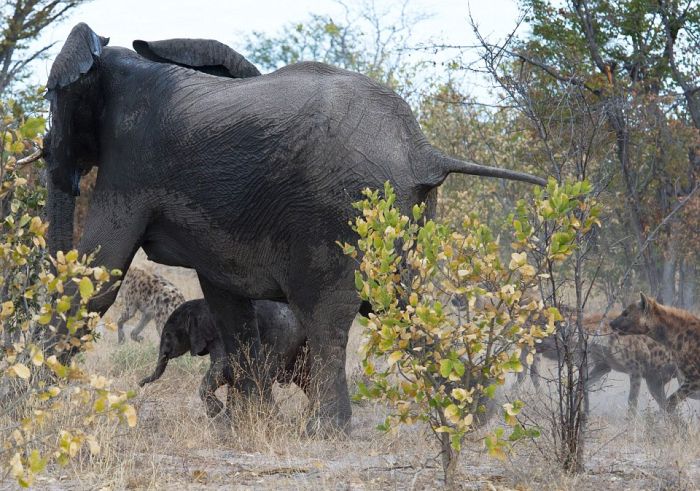 elephant saves her baby against hyenas