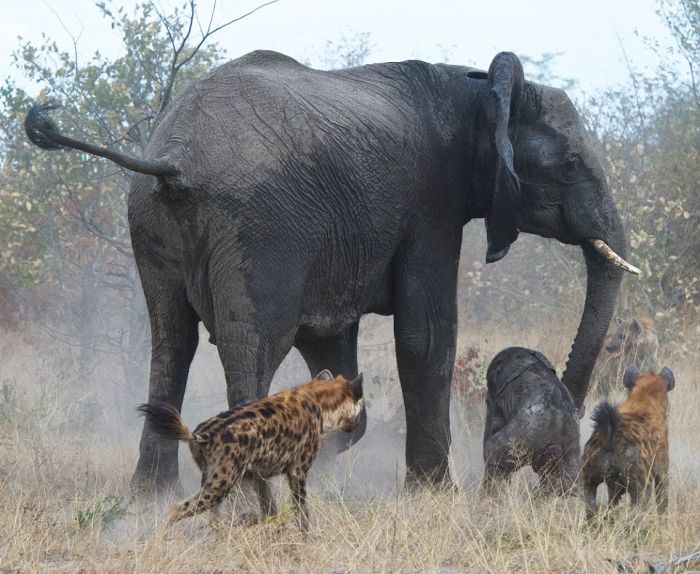 elephant saves her baby against hyenas