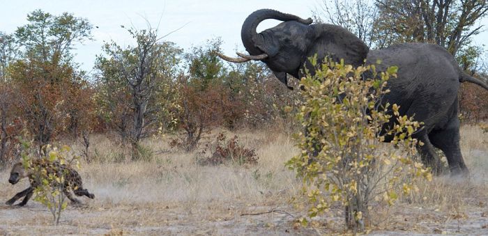 elephant saves her baby against hyenas