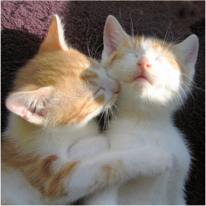 kitten