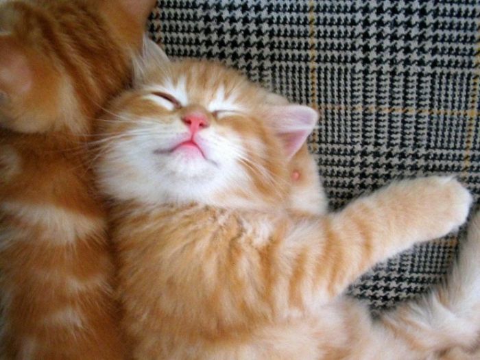 kitten