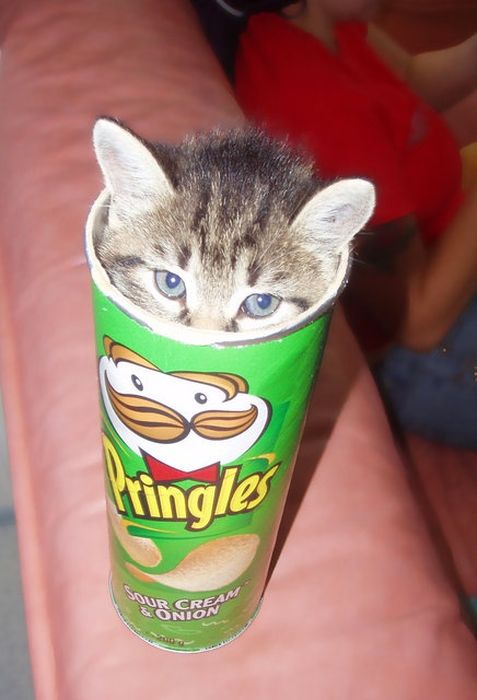 kitten
