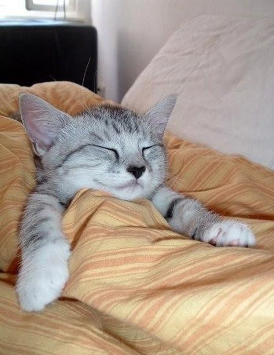 kitten