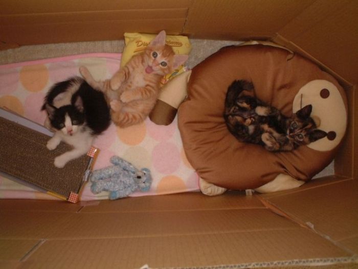 kitten