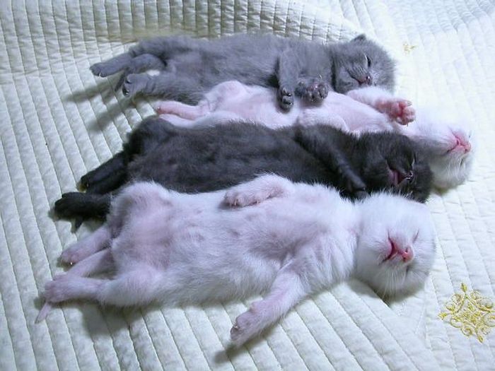 kitten