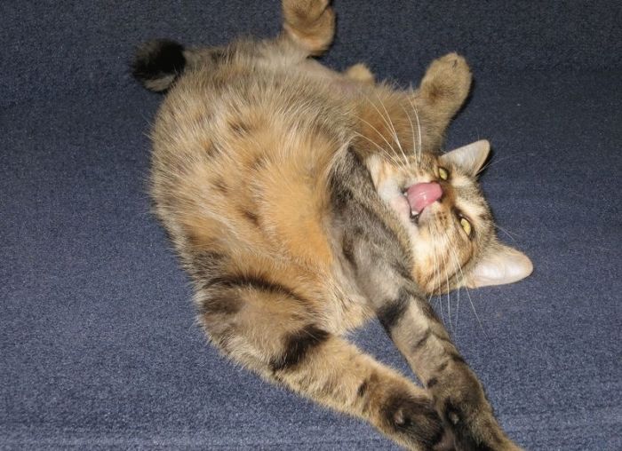 kitten
