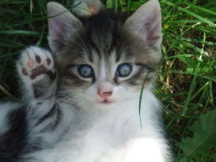 kitten