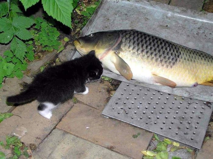 kitten