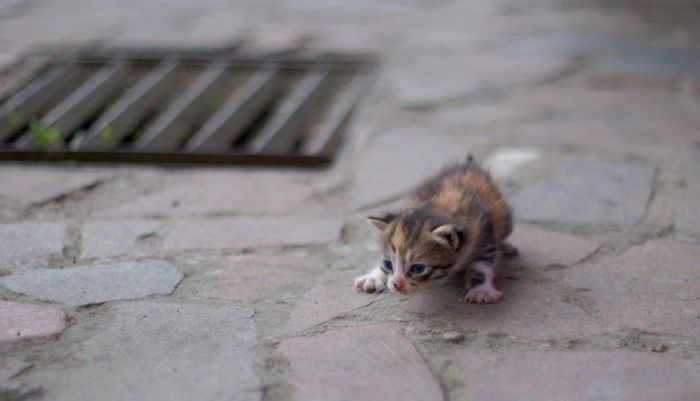 kitten