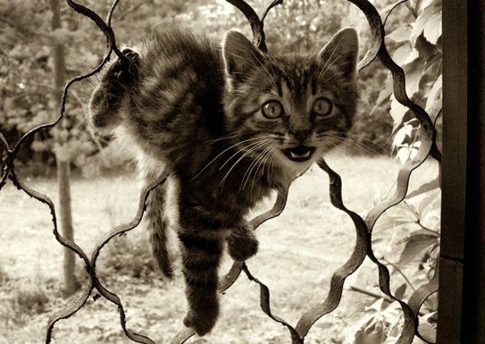 kitten