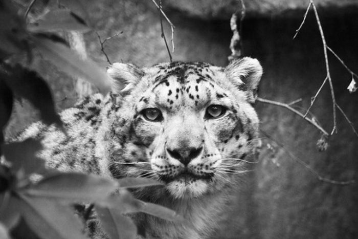 black and white animal photography