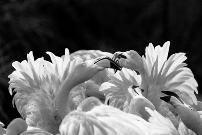 black and white animal photography