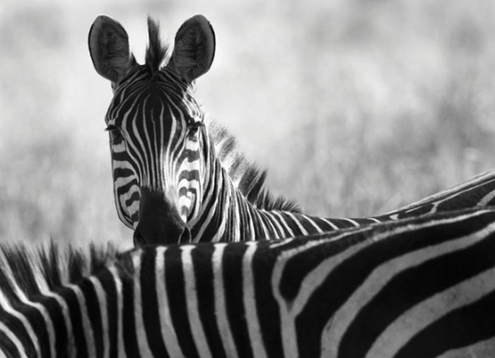 black and white animal photography