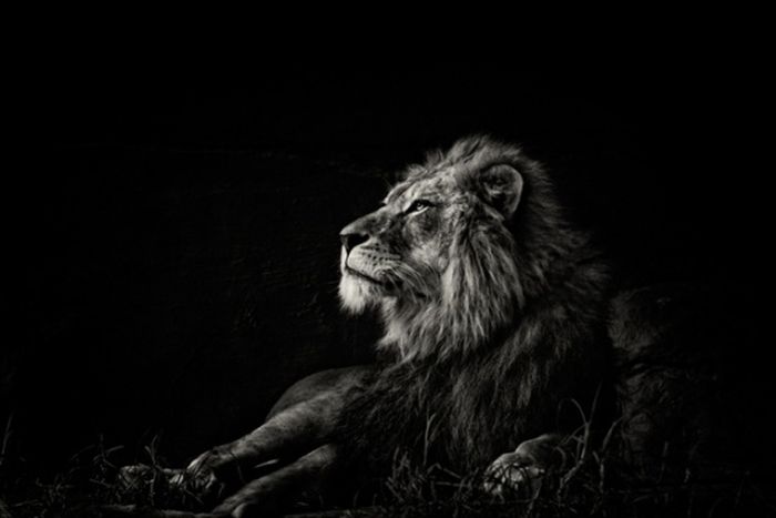 black and white animal photography