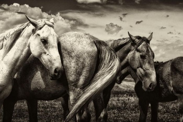 black and white animal photography