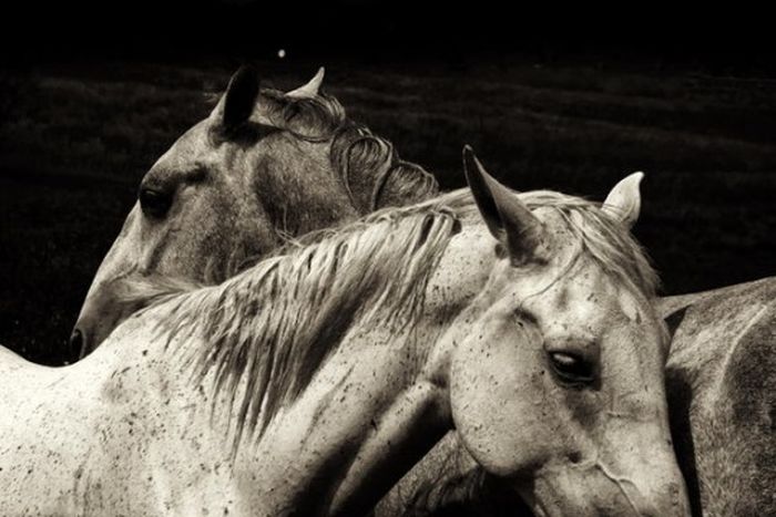 black and white animal photography