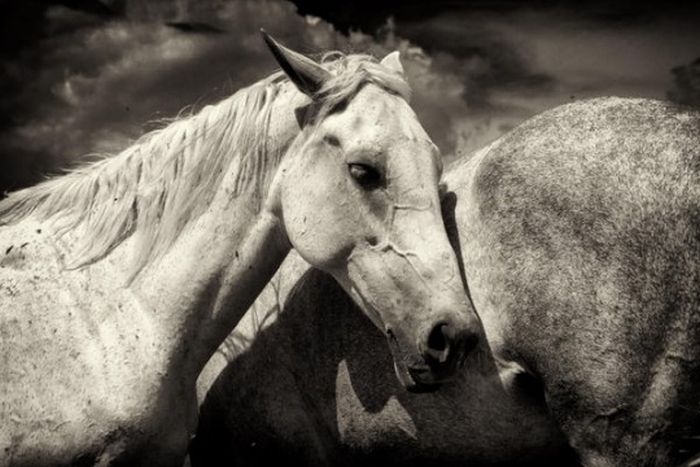 black and white animal photography