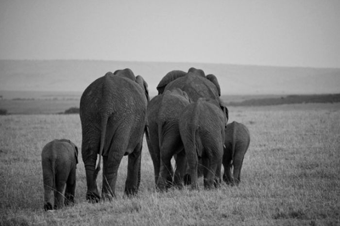 black and white animal photography