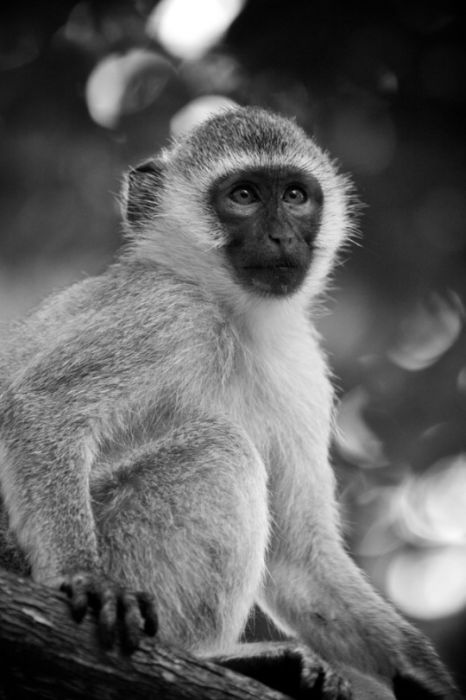 black and white animal photography
