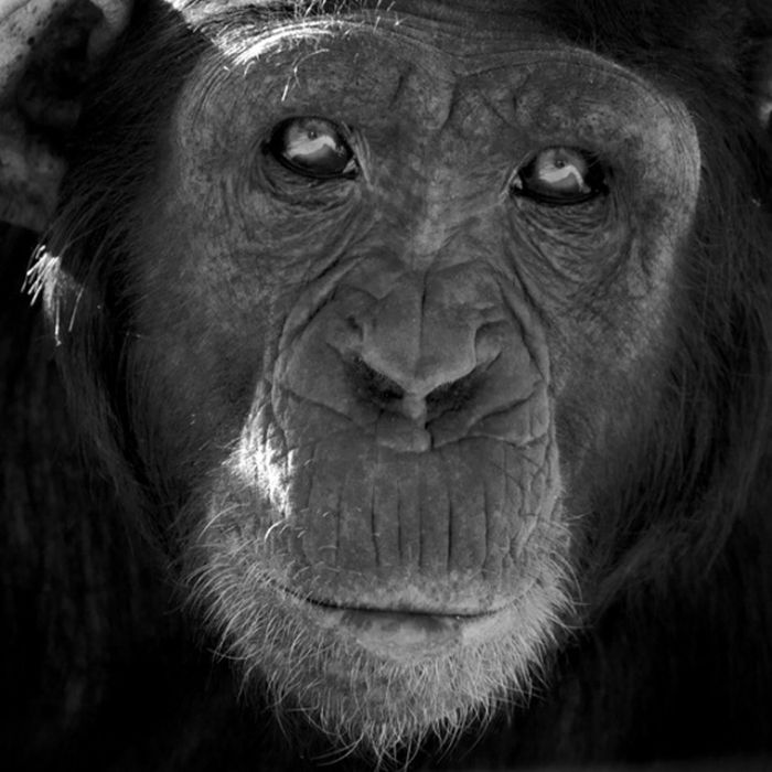 black and white animal photography