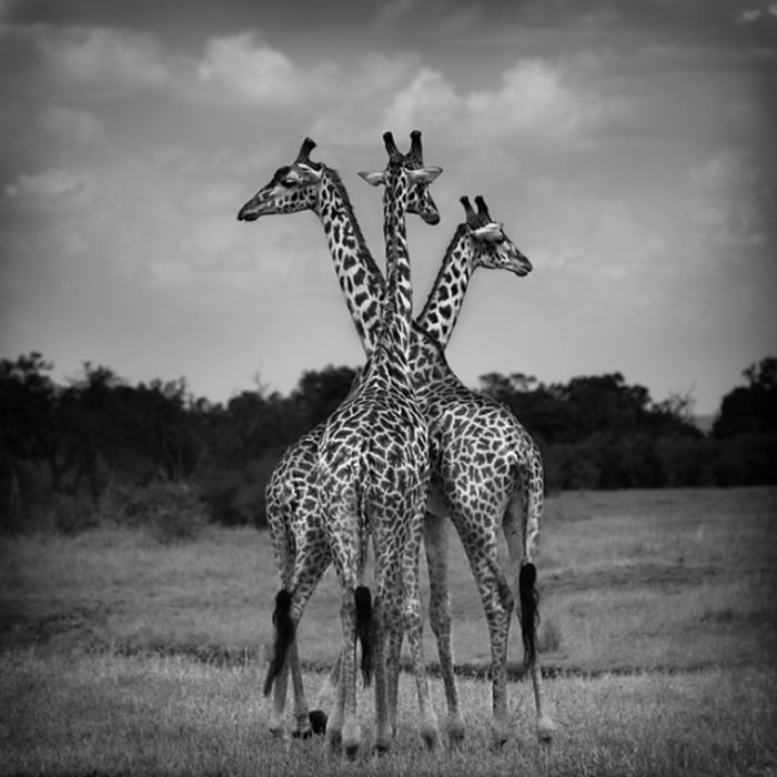 black and white animal photography