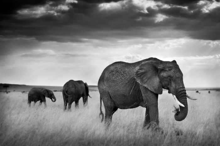 black and white animal photography