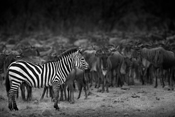 black and white animal photography