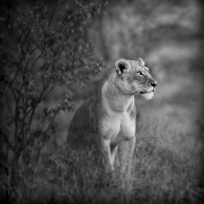 black and white animal photography