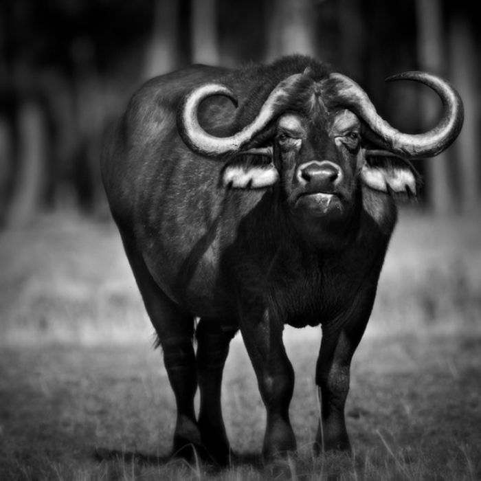 black and white animal photography