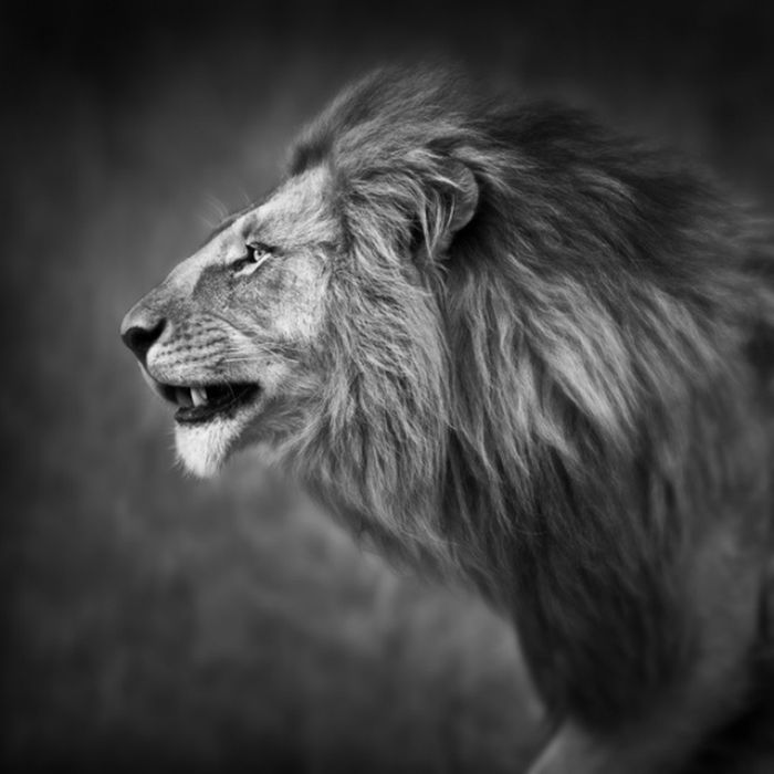 black and white animal photography