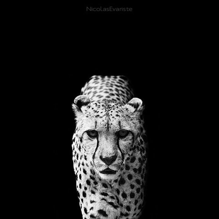 black and white animal photography