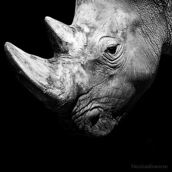 black and white animal photography